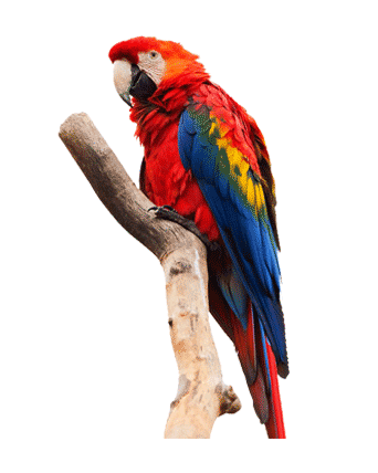 pet3 pet3