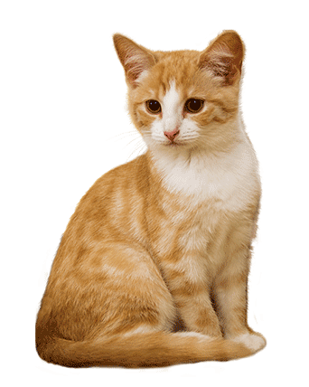 pet4 pet4